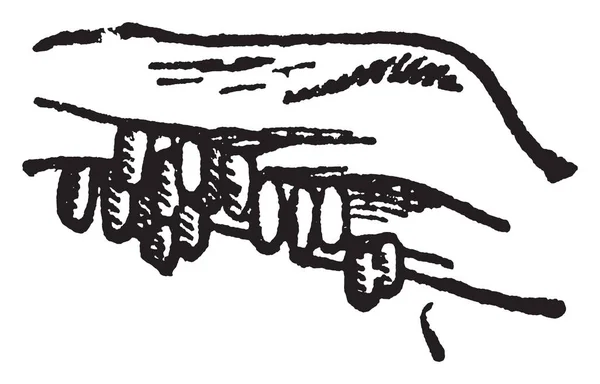 ทเท ลโคโลราโดเป นแมลงป กแข บายคร งแรกโดยโทม ซาย ภาพวาดเส นเทจ อภาพแกะสล — ภาพเวกเตอร์สต็อก