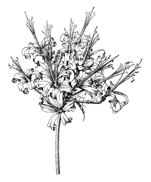 Nerine Curvifolia Fothergillii Surrounded Flowers Nerine Species Upward Autumn Winter — Stock Vector