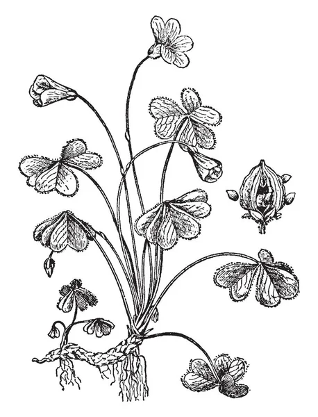 氧化木是营养家族中的一种大型花卉 复古线条画或雕刻插图 — 图库矢量图片
