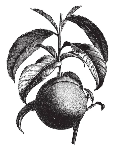 Esta Imagen Muestra Crecimiento Fruta Nectarina Rama Dibujo Línea Vintage — Vector de stock