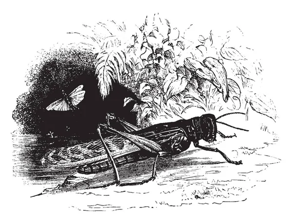 Locusta Hřebenitá Velmi Krásný Druh Který Společné Levantě Vintage Kreslení — Stockový vektor