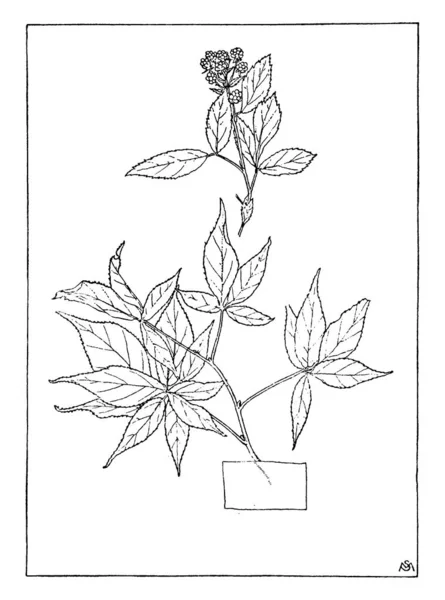 Bir Resim Rubus Canadensis Gösteriyor Gülgiller Ailesinden Blackberry Bitkidir Küçük — Stok Vektör