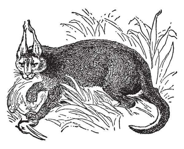 狞猫的猎物 原产于北非和西南亚 复古线条绘画或雕刻插图 — 图库矢量图片
