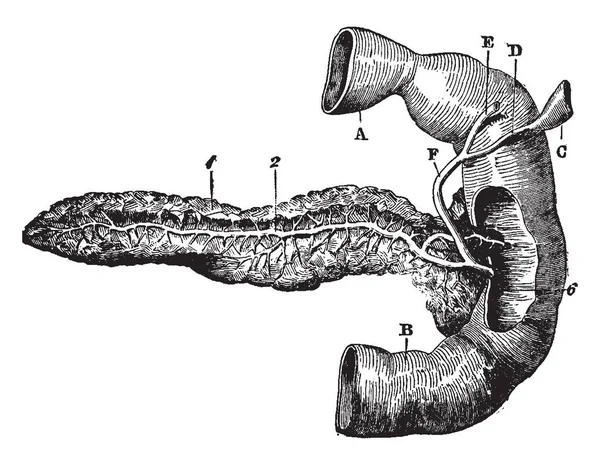 この図は 膵臓後方ビュー ビンテージの線描画や彫刻イラスト — ストックベクタ