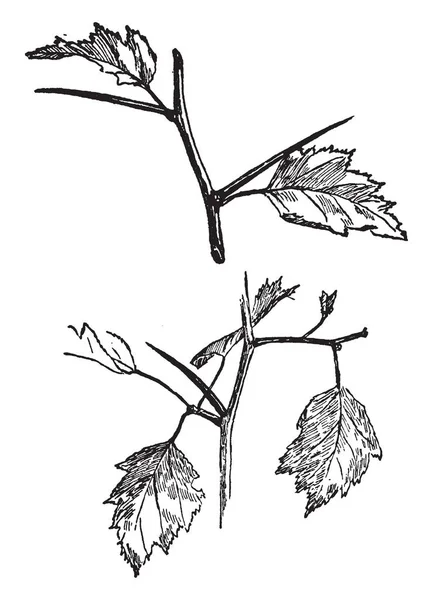 Das Bild Der Dornen Der Gattung Crataegus Von Sträuchern Und — Stockvektor