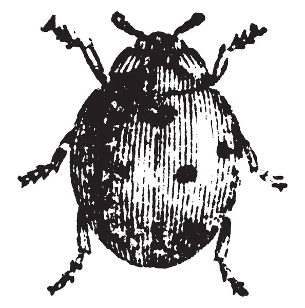 Yedi Benekli Uğur Böceği Vintage Çizgi Çizme Veya Oyma Illüstrasyon — Stok Vektör
