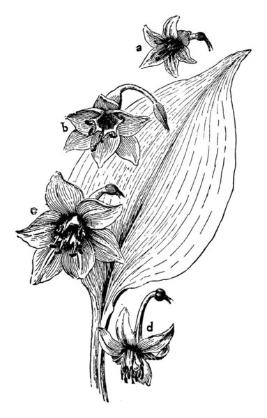 Bitki Tarayıcı Görüntü Vektör Illustratuion — Stok Vektör