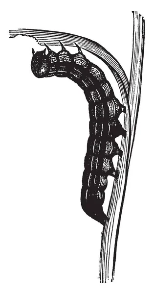 Armyworm Который Является Leucania Unipuncta Видов Винтажные Линии Рисунок Гравировка — стоковый вектор