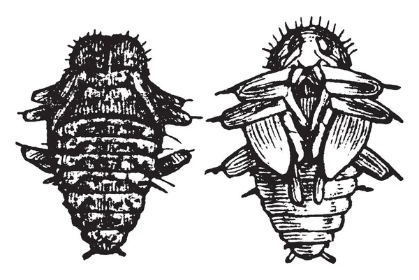 번데기는 Erotylidae 빈티지 드로잉 그림에 속한다 — 스톡 벡터