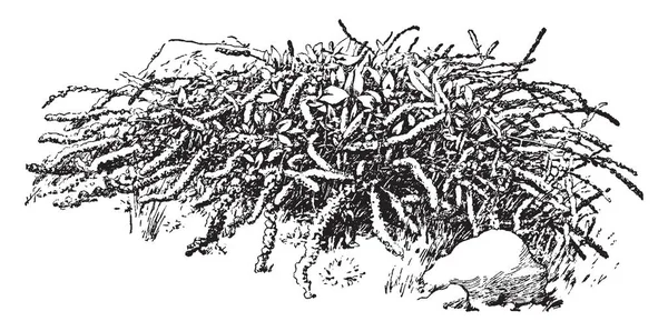 알려져 근대의 뿌리와 영양소 빈티지 그림의 소스입니다 — 스톡 벡터