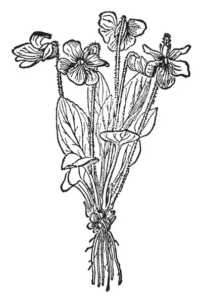 Violeta Uma Planta Com Flor Encontrada Principalmente Nas Regiões Temperadas — Vetor de Stock