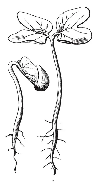 图像显示新发芽的种子 茎和根 复古线条画或雕刻插图 — 图库矢量图片