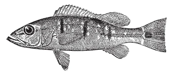 Cichla Typisch Voor Familie Cichlid Vintage Lijntekening Gravure Illustratie — Stockvector