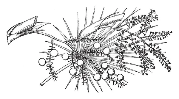 佛罗里达茅草棕榈的分支 复古线画或雕刻插图 — 图库矢量图片