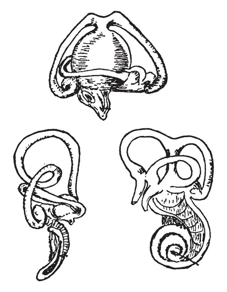 Внутреннее Ухо Рептилии Вверху Птица Слева Бык Справа Рисунок Винтажной — стоковый вектор