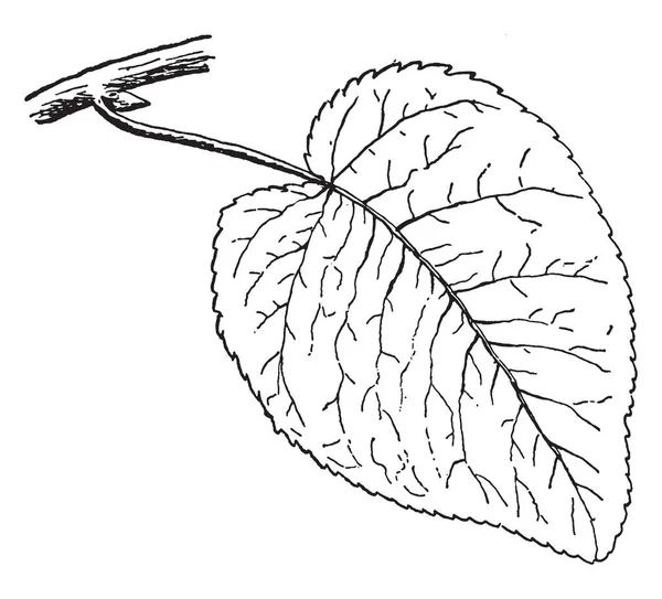 Рисунке Изображен Лист Болотного Коттонвуда Который Известен Populus Heterophylla Рисунок — стоковый вектор