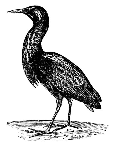 Roerdomp Grote Roerdomp Vintage Gegraveerd Illustratie Natural History Dieren 1880 — Stockvector