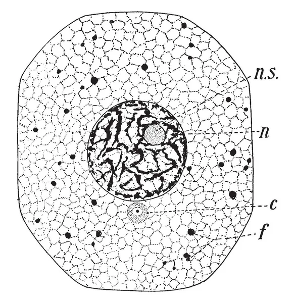 一个典型的细胞由两个部分组成 一个是更结实 第二部分是更流畅的部分 复古线画或雕刻插图 — 图库矢量图片