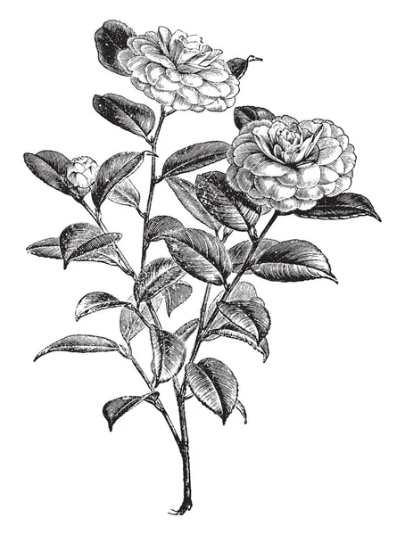 这是茶花的开花分支 它上升到粉红色的花朵和深绿色的叶子 复古线条画或雕刻插图 — 图库矢量图片