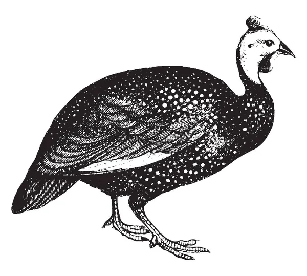 Esta Ilustración Representa Guinea Fowl Dibujo Línea Vintage Ilustración Grabado — Archivo Imágenes Vectoriales