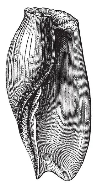 船壳是一种类型的贝壳 复古线画或雕刻插图 — 图库矢量图片