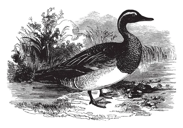 白眉鸭是十六英寸长 发现在南欧和印度 复古线条画或雕刻插图 — 图库矢量图片