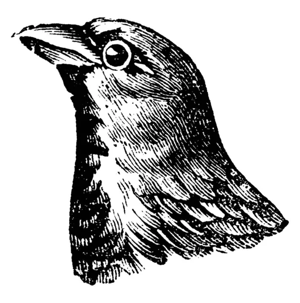 Sparrow Ilustração Gravada Vintage História Natural Dos Animais 1880 —  Vetores de Stock