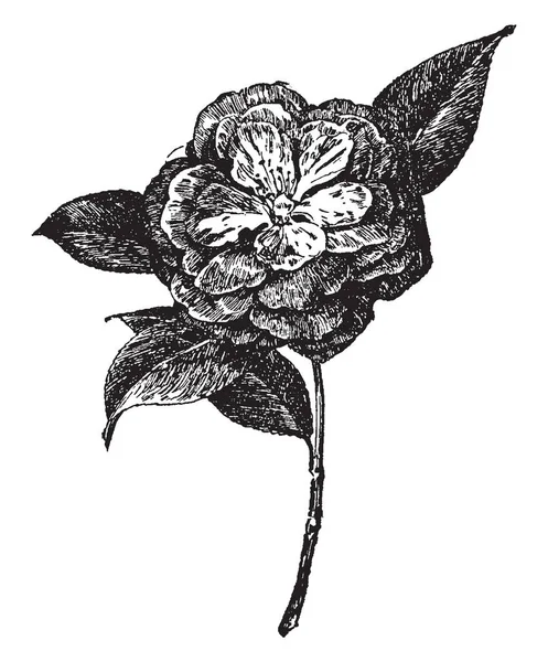 これ大統領クラーク ヤブツバキの花の写真です その花がある様々 な色があり ヴィンテージの線画または彫刻の図 — ストックベクタ