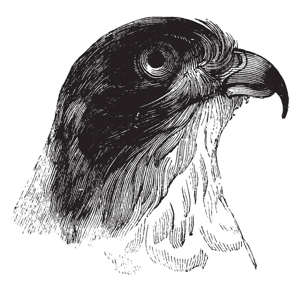 Esta Ilustração Representa Sparrowhawk Americano Desenho Linha Vintage Gravura Ilustração — Vetor de Stock