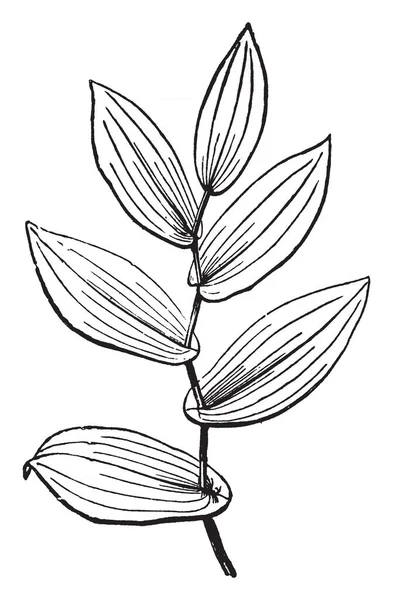 Bitki Adı Uvularia Uzun Yaprakları Onun Şube Vintage Çizgi Çizme — Stok Vektör