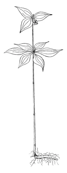 Diesem Bild Wachsen Blätter Den Einzelnen Stamm Und Die Spitze — Stockvektor
