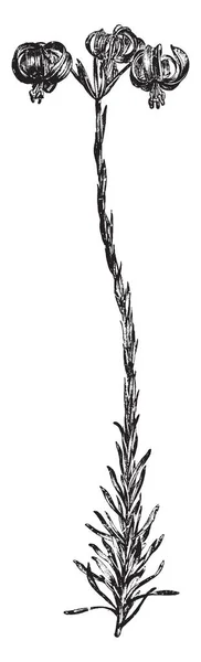 这是花茎长三英尺高 许多小叶子生长在茎上 三朵花挂在茎的上部 复古线条画或雕刻插图 — 图库矢量图片
