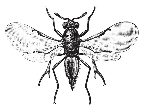 Паразитарні Wasp Encyrtidae Родина Наїзників Vintage Штриховий Малюнок Або Ілюстрація — стоковий вектор