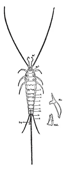 ビンテージの線描画や彫刻イラスト クラス順番が認められた Thysanuran — ストックベクタ