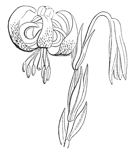 Chalcedonicum 百合花的图片 花挂在茎的上部 复古线条画或雕刻插图 — 图库矢量图片
