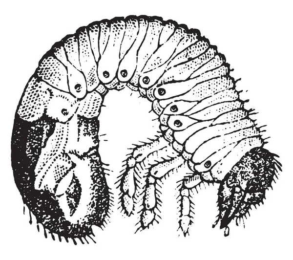 Chafer Larva Vintage Illüstrasyon Kazınmış Doğal Tarih Hayvanların 1880 — Stok Vektör