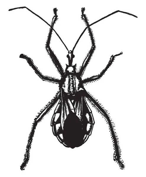 Wheel Bug Appartient Famille Des Reduviidae Dessin Ligne Vintage Illustration — Image vectorielle