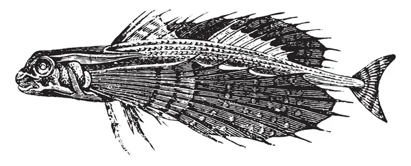 Dactyloptere Vintage Illüstrasyon Kazınmış Doğal Tarih Hayvanların 1880 — Stok Vektör