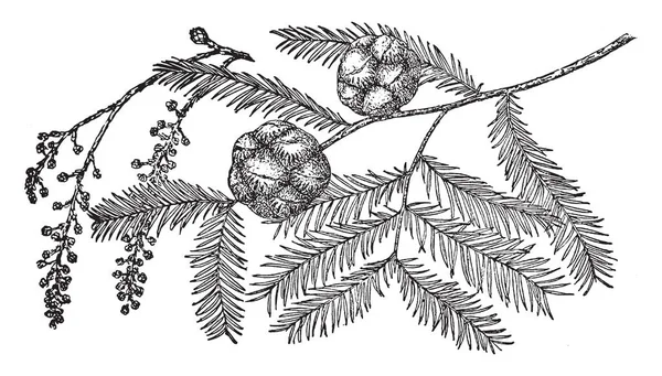 Esta Una Imagen Del Cono Pino Del Ciprés Calvo Fruto — Archivo Imágenes Vectoriales