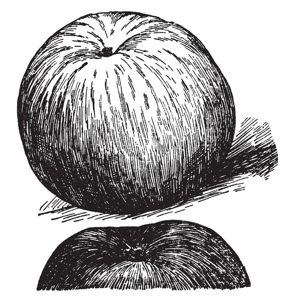 Diesem Bild Ist Ein Wohlhabender Apfel Vintage Linienzeichnung Oder Gravierillustration — Stockvektor