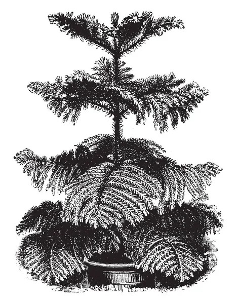 Цей Образ Високий Araucaria Широко Відомий Сосновий Острів Норфолк Листя — стоковий вектор