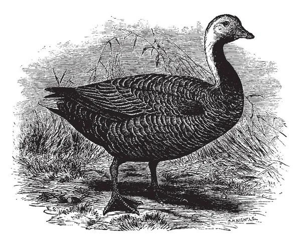 Denna Illustration Representerar Kejsaren Goose Vintage Linje Ritning Eller Gravyr — Stock vektor