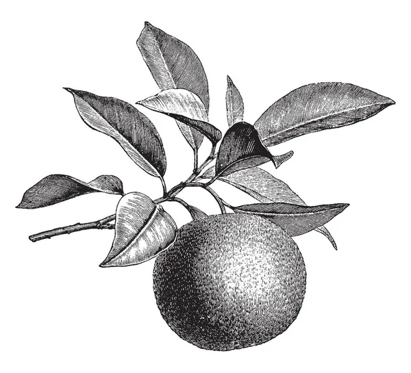 Bild Som Visar Den Orange Trädet Trädgren Har Många Blad — Stock vektor