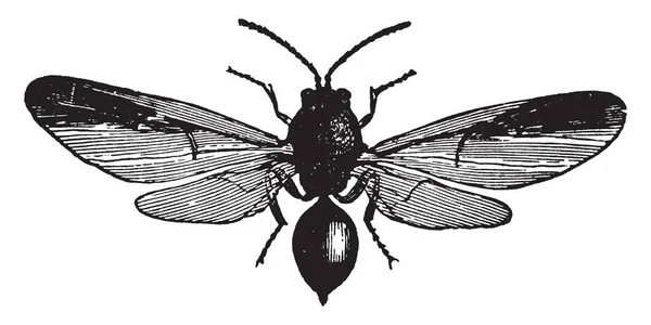 Gall Fly Est Une Espèce Mouche Originaire Amérique Nord — Image vectorielle