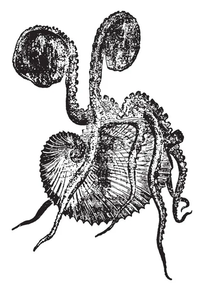 Papel Nautilus Está Representado Concha Pero Los Brazos Dorsales Palmeados — Archivo Imágenes Vectoriales