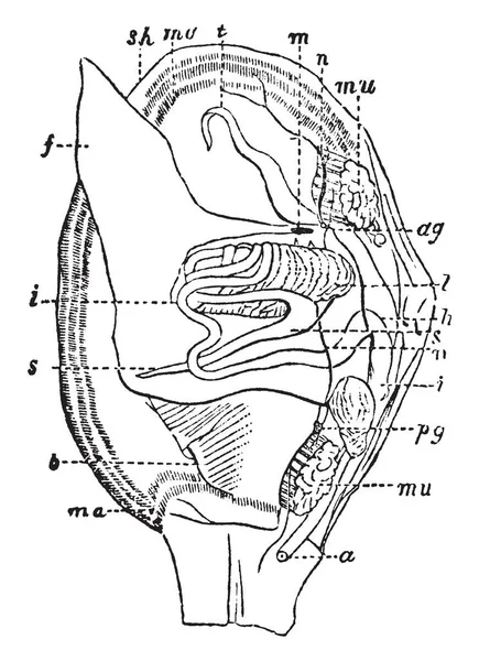 Yumuşakça Anatomi Mide Bağırsak Vintage Çizgi Çizme Veya Oyma Illüstrasyon — Stok Vektör