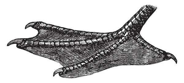 此图像代表鸭脚的各种标签 复古线条画或雕刻插图 — 图库矢量图片