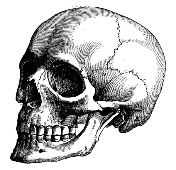 Skeleton of the human head, vintage engraved illustration. La Vie dans la nature, 1890.