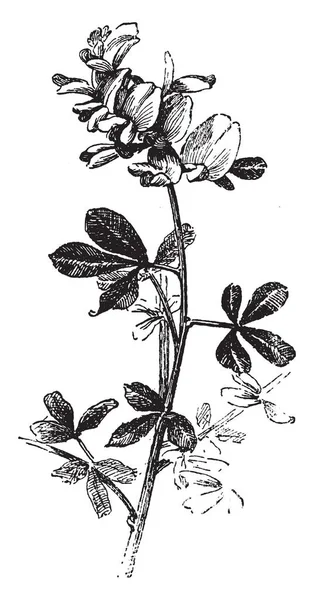 Esta Especie Arbusto Siempreverde Las Hojas Son Foliolos Forma Ovalada — Vector de stock