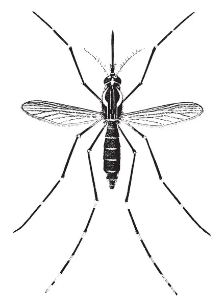 Mosquito Adulto Fiebre Amarilla Que Magnifica Nueve Veces Dibujo Línea — Archivo Imágenes Vectoriales